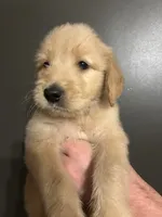 Ellis, a male Goldendoodle for sale in Valley Center, KS – 2 of 5