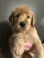 Theodore, a male Goldendoodle for sale in Valley Center, KS – 3 of 5
