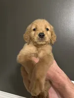 Jefferson, a male Goldendoodle for sale in Valley Center, KS – 6 of 6