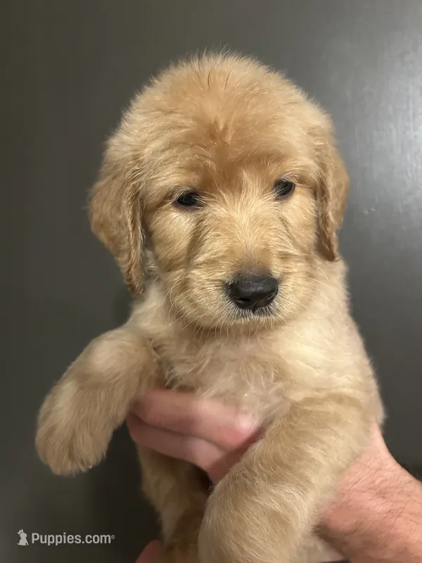 Theodore – Goldendoodle puppy for sale in Valley Center, KS