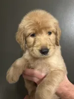 Theodore, a male Goldendoodle for sale in Valley Center, KS – 1 of 5