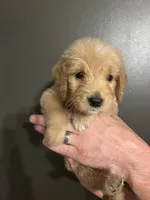 Dottie, a female Goldendoodle for sale in Valley Center, KS – 5 of 6