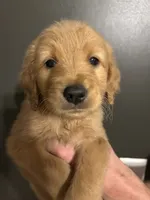 Jefferson, a male Goldendoodle for sale in Valley Center, KS – 5 of 6