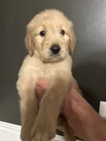Gilbert, a male Goldendoodle for sale in Valley Center, KS – 3 of 6
