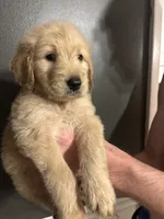 Gilbert, a male Goldendoodle for sale in Valley Center, KS – 6 of 6