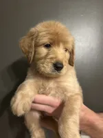 Theodore, a male Goldendoodle for sale in Valley Center, KS – 2 of 5
