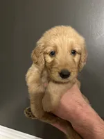 Hazel, a female Goldendoodle for sale in Valley Center, KS – 2 of 5