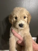 Leeroy, a male Goldendoodle for sale in Valley Center, KS – 3 of 6