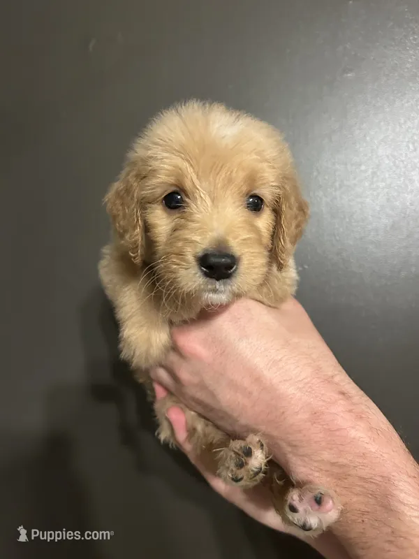 Dottie – Goldendoodle puppy for sale in Valley Center, KS