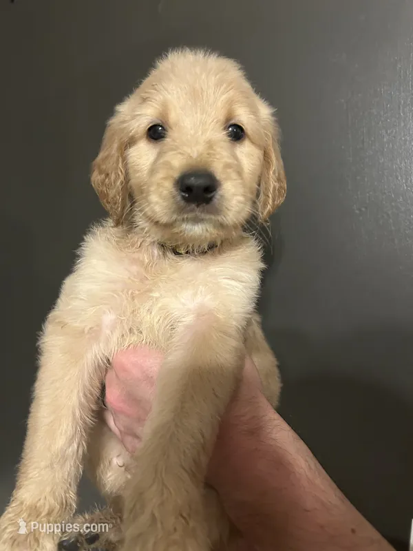 Edith – Goldendoodle puppy for sale in Valley Center, KS
