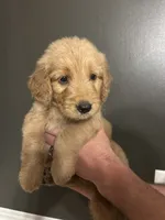Hazel, a female Goldendoodle for sale in Valley Center, KS – 4 of 5