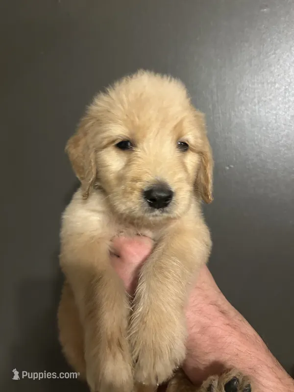 Ellis – Goldendoodle puppy for sale in Valley Center, KS