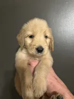 Ellis, a male Goldendoodle for sale in Valley Center, KS – 1 of 5