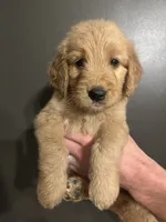 Hazel, a female Goldendoodle for sale in Valley Center, KS – 5 of 5