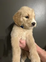 Leeroy, a male Goldendoodle for sale in Valley Center, KS – 6 of 6