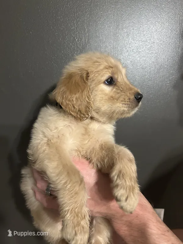 Doris – Goldendoodle puppy for sale in Valley Center, KS