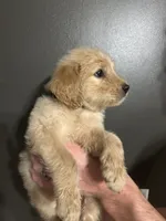 Doris, a female Goldendoodle for sale in Valley Center, KS – 1 of 6