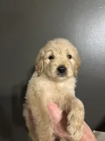 Doris, a female Goldendoodle for sale in Valley Center, KS – 5 of 6