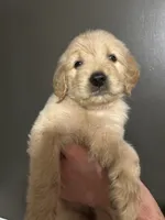Doris, a female Goldendoodle for sale in Valley Center, KS – 3 of 6