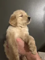Doris, a female Goldendoodle for sale in Valley Center, KS – 2 of 6