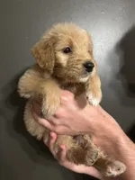 Dottie, a female Goldendoodle for sale in Valley Center, KS – 3 of 6