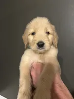 Ellis, a male Goldendoodle for sale in Valley Center, KS – 5 of 5