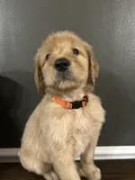 Theodore, a male Goldendoodle for sale in Valley Center, KS – 5 of 5