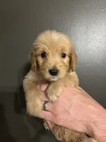 Dottie, a female Goldendoodle for sale in Valley Center, KS – 4 of 6