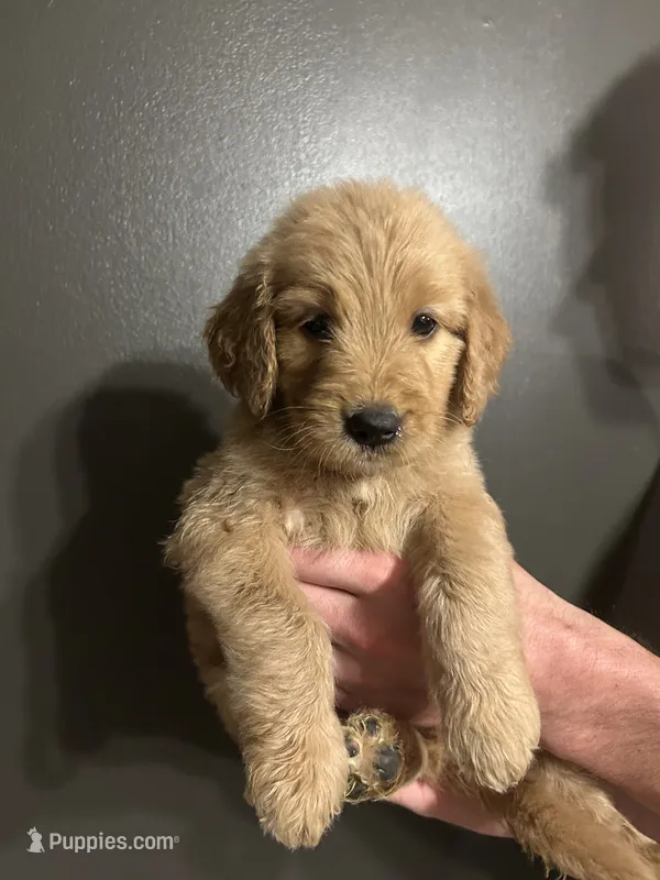 Hazel – Goldendoodle puppy for sale in Valley Center, KS