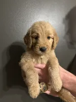 Hazel, a female Goldendoodle for sale in Valley Center, KS – 1 of 5