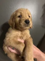 Jefferson, a male Goldendoodle for sale in Valley Center, KS – 3 of 6