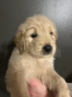 Doris, a female Goldendoodle for sale in Valley Center, KS – 4 of 6