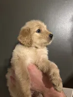 Doris, a female Goldendoodle for sale in Valley Center, KS – 6 of 6