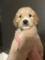 Leeroy, a male Goldendoodle for sale in Valley Center, KS – 1 of 6