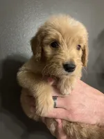 Dottie, a female Goldendoodle for sale in Valley Center, KS – 6 of 6