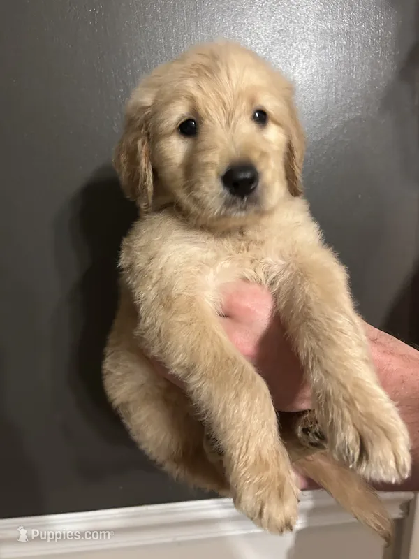 Gilbert – Goldendoodle puppy for sale in Valley Center, KS