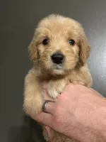 Dottie, a female Goldendoodle for sale in Valley Center, KS – 2 of 6