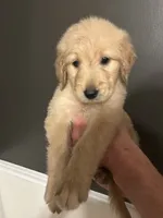 Gilbert, a male Goldendoodle for sale in Valley Center, KS – 4 of 6