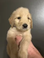 Ellis, a male Goldendoodle for sale in Valley Center, KS – 3 of 5