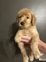 Theodore, a male Goldendoodle for sale in Valley Center, KS – 4 of 5