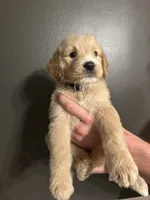 Leeroy, a male Goldendoodle for sale in Valley Center, KS – 5 of 6