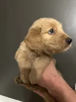Hazel, a female Goldendoodle for sale in Valley Center, KS – 3 of 5