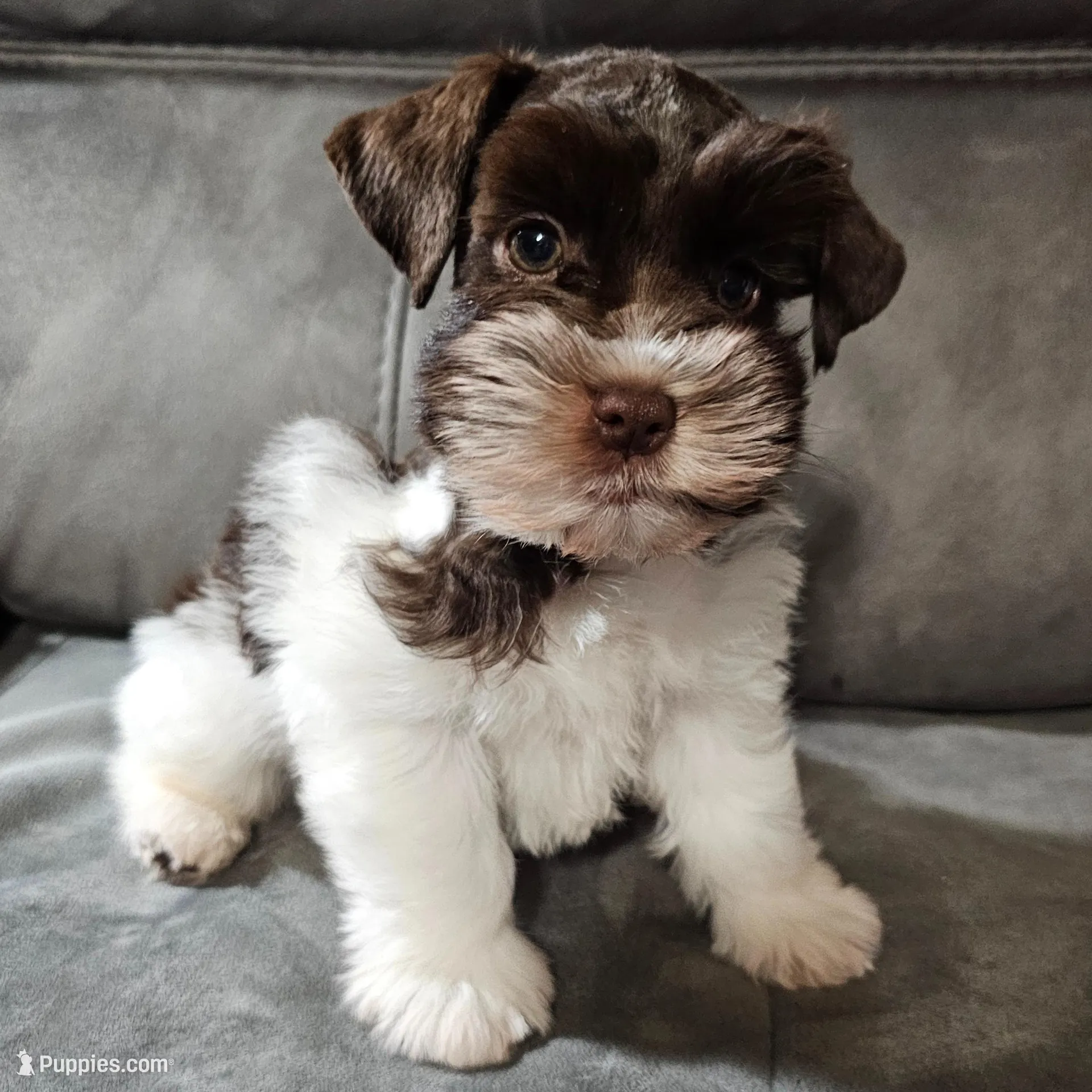 Nico, a male Miniature Schnauzer for sale in Bryan, TX – Photo 6 of 6