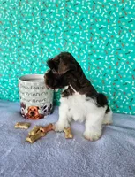 Nico, a male Miniature Schnauzer for sale in Bryan, TX – Photo 5 of 6