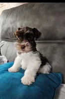 Nico, a male Miniature Schnauzer for sale in Bryan, TX – Photo 1 of 6