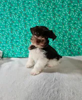 Nico, a male Miniature Schnauzer for sale in Bryan, TX – Photo 4 of 6