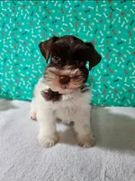 Nico, a male Miniature Schnauzer for sale in Bryan, TX – Photo 2 of 6