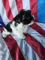 Patriot, a male Miniature Schnauzer for sale in Bryan, TX – 5 of 5