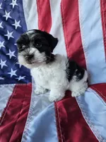 Patriot, a male Miniature Schnauzer for sale in Bryan, TX – 4 of 5
