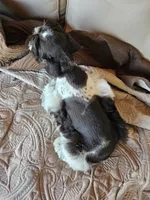 Patriot, a male Miniature Schnauzer for sale in Bryan, TX – 9 of 9